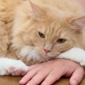 大好きなパパにべったりな猫、ママが手をどかして邪魔してみると…想像…