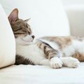 猫が『めんどくさいニャ』と思っている時の仕草５つ