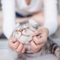 猫を愛でながらできる『お顔まわりの健康チェック』3選　見るべきポイ…