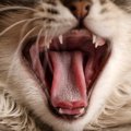 猫に『砂糖』を与えるべきではない理由3つ　病気に繋がる可能性も？健康リ…