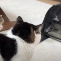 預かっていた猫さんファミリーとお別れ…とっても寂しそうな息子猫くん…