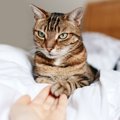 猫との暮らしで『教わる』4つのこと