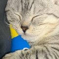 ぬいぐるみを抱いて寝るネコ→ぬいぐるみが途中で抜けてしまい…とんでもな…