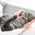 猫と上手に付き合うには？性格に合わせた付き合い方7つ