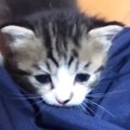 パパの膝に登ろうとする『小さな子猫』→もう1匹やってくると…尊すぎる…