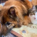 『猫と犬』が仲良く生活するためのポイント4つ　安全に同居させる方法やし…