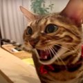 「ついてきて欲しいにゃん」飼い主さんを誘導する可愛い猫さん♡