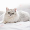 『おとなしい性格』を持つとされている猫種トップ5　あまり鳴かないの？特…