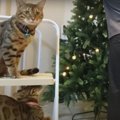 クリスマスツリーの準備に興味津々！ウロウロする可愛い猫さんたち♪