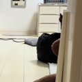 部屋の奥のほうにいた猫→名前を呼んだら『すぐに反応』して…キュンとくる…