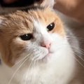 朝から甘えん坊モード全開な三毛猫→撫でてあげると……たまらなく可愛い…