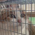 毎日庭にやってくる野良猫を保護→1匹の先住猫を好きになって…心温まる『素…