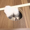 丸穴から覗く猫の顔…隙間から獲物を狙う！