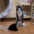 オモチャ１つあればみんなが笑顔になる猫家族♡