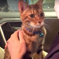 ワクワク♪車の中を探検したい猫くん！