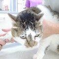 パパが元野良猫を病院に連れて行った結果→お利口だったけど…帰宅後の…