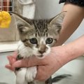 『ノミだらけで汚れた子猫』を保護して2年…家猫となり見違えた姿に喜…