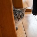 猫と『だるまさんがころんだ』を楽しむコツ4選！そもそもどうして上手にで…