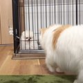 『初めての留守番で泣きわめく子犬』に猫がとった行動…優しさ溢れる光景に…