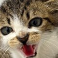 警戒心の強かった『小さな子猫』が成長すると…可愛すぎる『現在の様子』に…