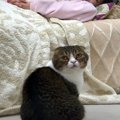 飼い主さんを起こしたい父猫さん！巻き込まれた息子猫くん