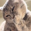 一生懸命『毛づくろいする猫』を撮影していたら、突然…予想外の行動が…