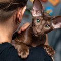 『オリエンタル』ってどんな猫？エキゾチックな雰囲気のこの猫種の特徴や…