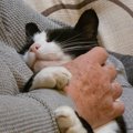 『愛猫が夢に出てくるとき』の心理状態４選！何かの暗示？どんな意味…