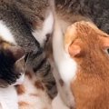 『授乳している母猫と一生懸命に吸っている子供』かと思ったら…衝撃の…