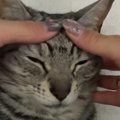 キリッとした顔立ちの猫→お顔を優しく撫でてみると…『まさかの光景』に「…