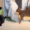 寝る前のボス猫ちゃんと黒猫ちゃんコンビ♡地域猫ちゃんも登場！