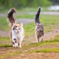 猫が急に『全力疾走するとき』の深層心理4選