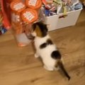 キッチンから音がすると思ったら、ポテチの前で赤ちゃん猫が…名前を呼んで…