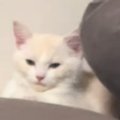 静かに座っていた猫→顔を見ていると、じわじわ『変顔』になって…思わ…