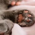 猫の『肉球の色』をみれば性格が分かる？4つのカラーごとの傾向や毛色との…