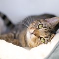 猫と『一緒に寝ない』ことを選ぶメリット5つ　トラブル予防につながる…