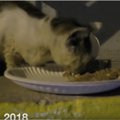 捨て猫の大変身ストーリー！感染症にかかり目も開けられなかった猫た…