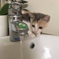 水遊びが好きな猫と嫌いな猫の違い４つ