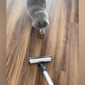 掃除機をかけると近づいてきた猫→ヘッドにぴったりと抱き着いて…笑ってし…