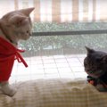 ハロウィンがやってくる！猫ちゃんたちの可愛い仮装♪