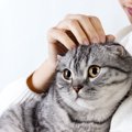 猫の『死亡原因』で多いのは？3つの死因と予防策