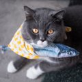 知ってる？猫の食べ物に関する３つのトリビア