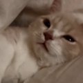 布団の間でくつろぐ子猫→口元が動いたかと思ったら、次の瞬間…『尊すぎる…