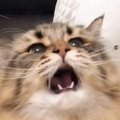 猫じゃらしに夢中になっている猫→捕まえようと大きく口を開けた瞬間……