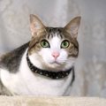 猫の目の色は何種類ある？それぞれの特徴について