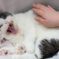 猫が『痛みに耐えている』サイン6つ！現れやすいタイミングとは