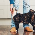 猫の仲良しサインにはどう答えるべき？4つのネコとの接し方