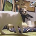 猫ちゃんのおもちゃ選び！新鮮さが重要？！