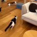1階に集まっていた猫たち→『インターホンの音』が聞こえると…驚きの瞬間が…