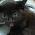 工場現場で『ガリガリに痩せた子猫』を保護して5年…見違えるほど変わ…